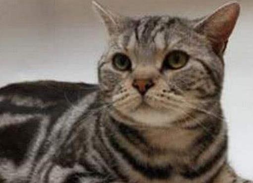 全球十大名貴貓排行榜,阿什拉價格9萬起,熱帶草原貓很聰明