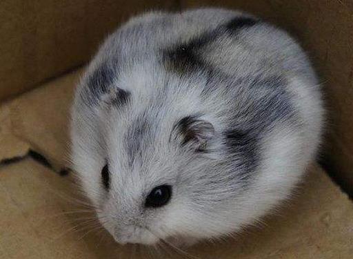 十大最好養的倉鼠排名,花斑倉鼠、琥珀倉鼠可愛受大眾喜愛