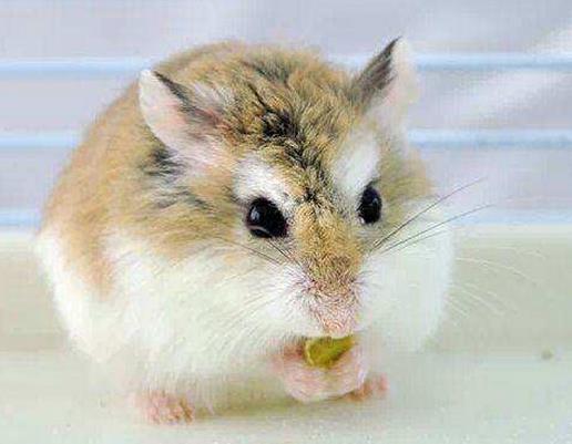十大最好養的倉鼠排名,花斑倉鼠、琥珀倉鼠可愛受大眾喜愛