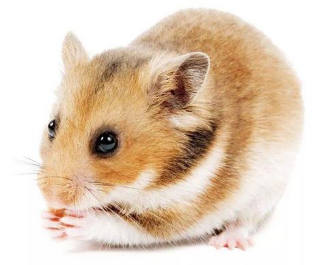 十大最好養的倉鼠排名,花斑倉鼠、琥珀倉鼠可愛受大眾喜愛