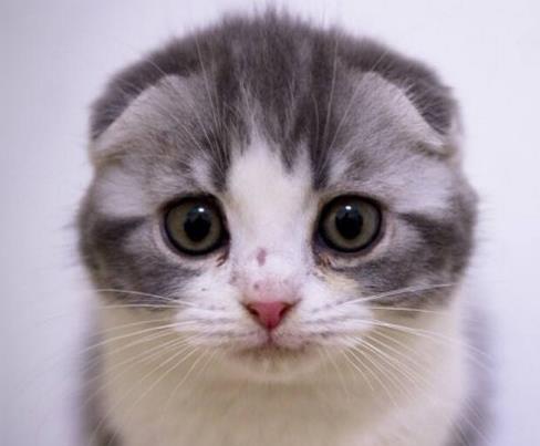 全球十大名貴貓排行榜,阿什拉價格9萬起,熱帶草原貓很聰明