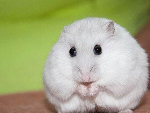 十大最好養的倉鼠排名,花斑倉鼠、琥珀倉鼠可愛受大眾喜愛