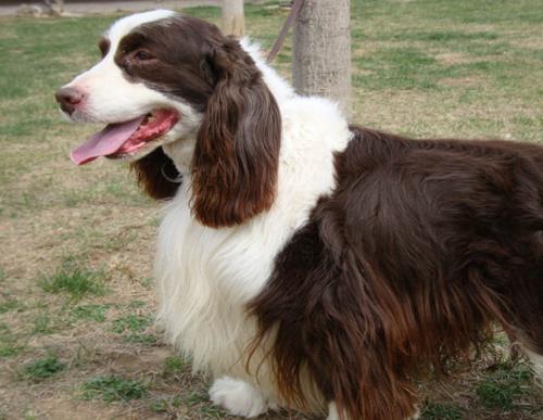 中國警犬品種排名,德國牧羊犬戰(zhàn)斗力強(qiáng),杜伯文犬工作能力棒