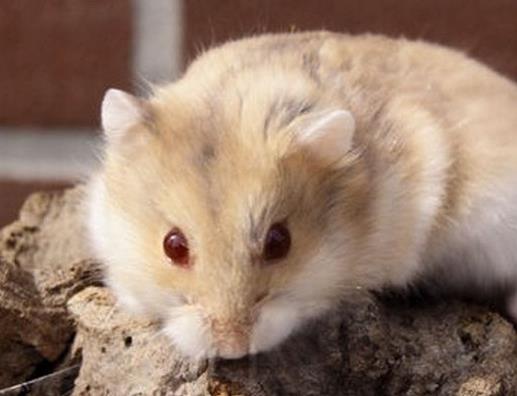 十大最好養的倉鼠排名,花斑倉鼠、琥珀倉鼠可愛受大眾喜愛