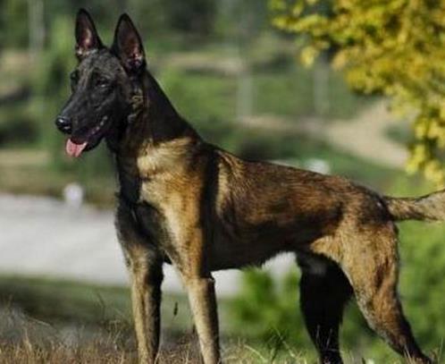 中國警犬品種排名,德國牧羊犬戰(zhàn)斗力強(qiáng),杜伯文犬工作能力棒