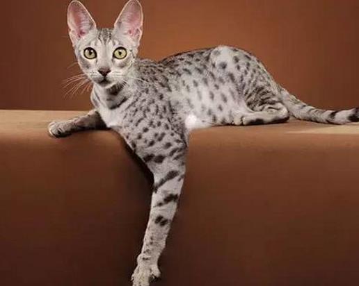 全球十大名貴貓排行榜,阿什拉價格9萬起,熱帶草原貓很聰明