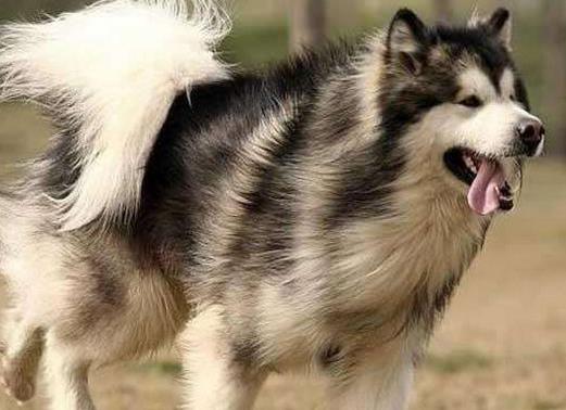 適合家養的大型犬排名,金毛犬體型健壯溫順,羅威納犬很有勇氣