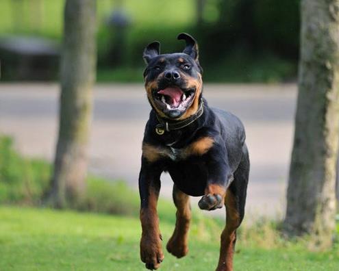 適合家養的大型犬排名,金毛犬體型健壯溫順,羅威納犬很有勇氣