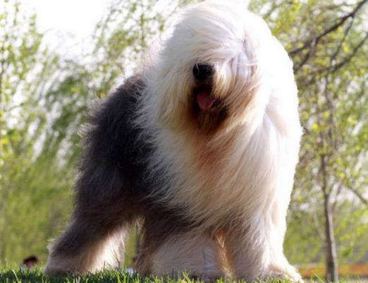 適合家養的大型犬排名,金毛犬體型健壯溫順,羅威納犬很有勇氣