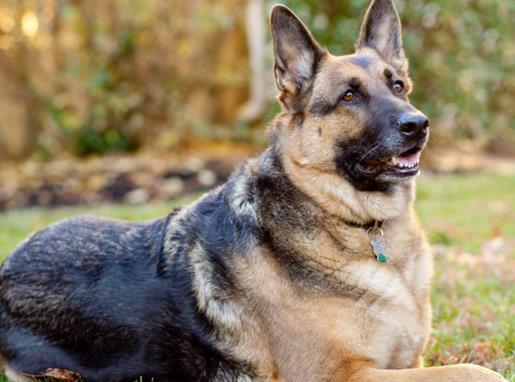 適合家養的大型犬排名,金毛犬體型健壯溫順,羅威納犬很有勇氣