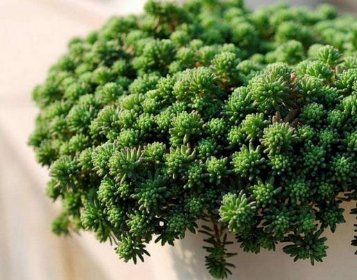 十大容易爆盆的多肉植物,姬星美人很萌,姬秋麗淡粉色很美