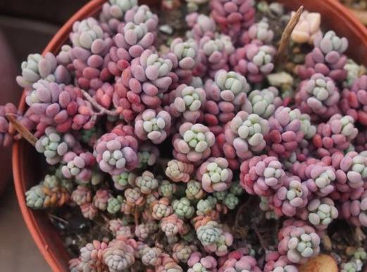 十大容易爆盆的多肉植物,姬星美人很萌,姬秋麗淡粉色很美