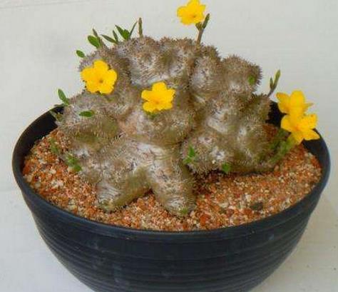 十大最貴多肉排名,霓虹燈玉很稀少,惠比須笑的花朵美艷動人