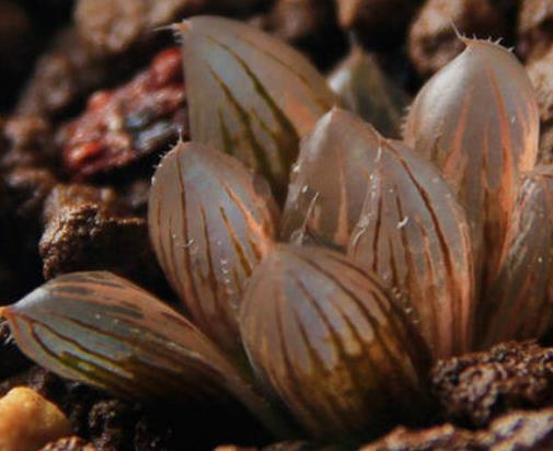 十大最貴多肉排名,霓虹燈玉很稀少,惠比須笑的花朵美艷動人