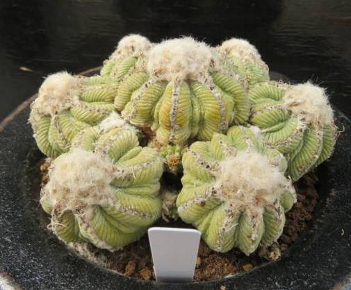 十大最貴多肉排名,霓虹燈玉很稀少,惠比須笑的花朵美艷動人