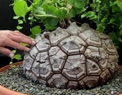 全球十大最貴多肉排名,出錦冰魄玉露曾拍出過130萬的天價