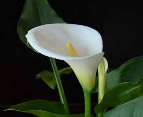 十大室內(nèi)水培植物排名,綠蘿生命力頑強(qiáng),長青藤可以水培