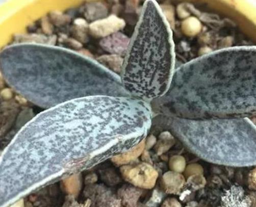 全球十大最貴多肉排名,出錦冰魄玉露曾拍出過130萬的天價