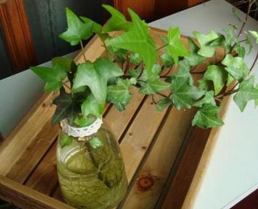 十大室內(nèi)水培植物排名,綠蘿生命力頑強(qiáng),長青藤可以水培