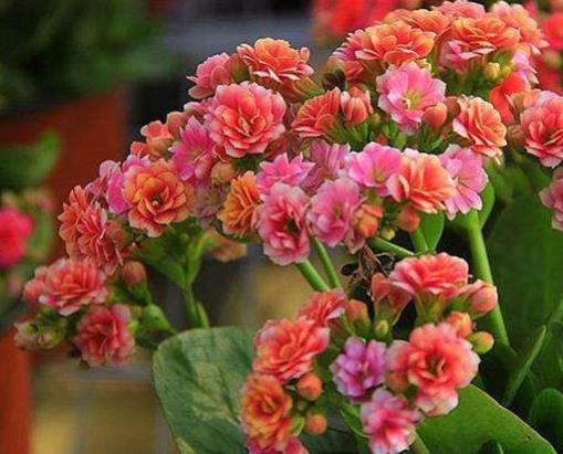 十大室內(nèi)水培植物排名,綠蘿生命力頑強(qiáng),長青藤可以水培