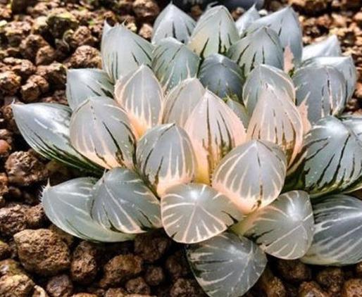 全球十大最貴多肉排名,出錦冰魄玉露曾拍出過130萬的天價