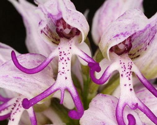 世界十大奇葩植物排名,娃娃眼驚悚還有劇毒,橘黃刺杯菌很浪漫