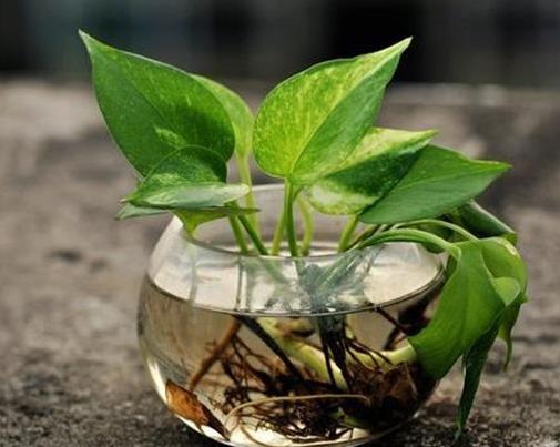 十大室內(nèi)水培植物排名,綠蘿生命力頑強(qiáng),長青藤可以水培