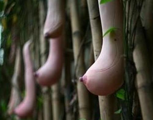 世界十大奇葩植物排名,娃娃眼驚悚還有劇毒,橘黃刺杯菌很浪漫