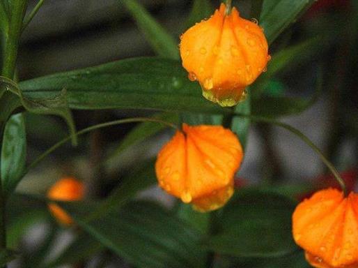 世界十大奇葩植物排名,娃娃眼驚悚還有劇毒,橘黃刺杯菌很浪漫