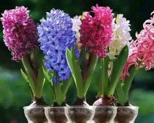 十大室內(nèi)水培植物排名,綠蘿生命力頑強(qiáng),長青藤可以水培