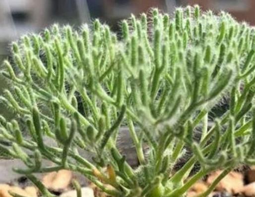 全球十大最貴多肉排名,出錦冰魄玉露曾拍出過130萬的天價