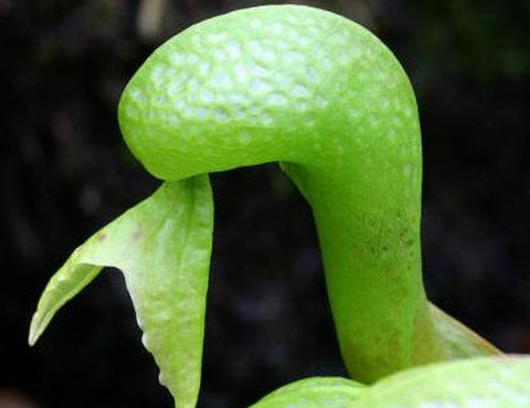 世界十大奇葩植物排名,娃娃眼驚悚還有劇毒,橘黃刺杯菌很浪漫