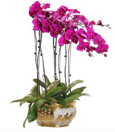 世界十大最美麗的蘭花,素冠荷鼎很素雅,鬼蘭開花十分罕見