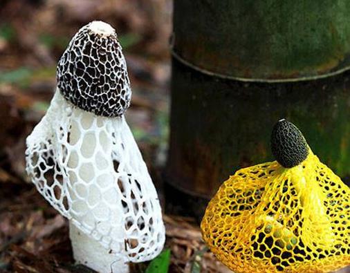 十大最美味的蘑菇排行榜,白蘑菇食用最多,牛肝菌營養豐富