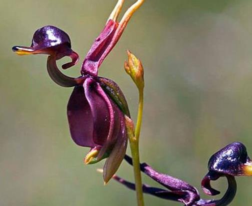 十大長得最像動物的植物排名,白鷺花奇特漂亮,眼鏡蛇草罕見