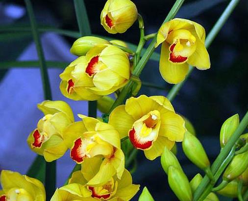 世界十大最美麗的蘭花,素冠荷鼎很素雅,鬼蘭開花十分罕見