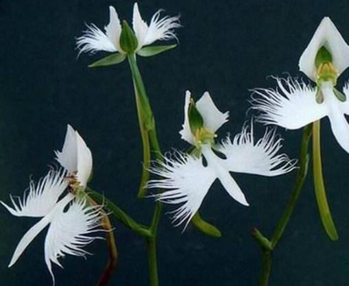 十大長得最像動物的植物排名,白鷺花奇特漂亮,眼鏡蛇草罕見