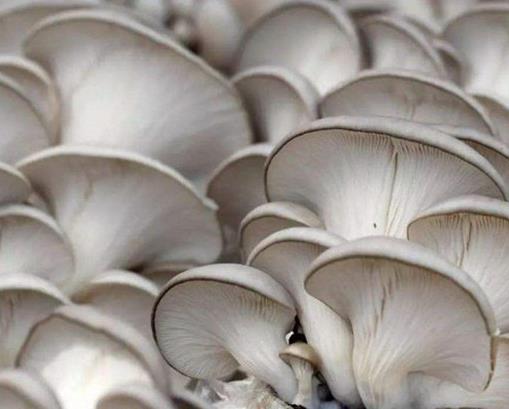十大最美味的蘑菇排行榜,白蘑菇食用最多,牛肝菌營養豐富