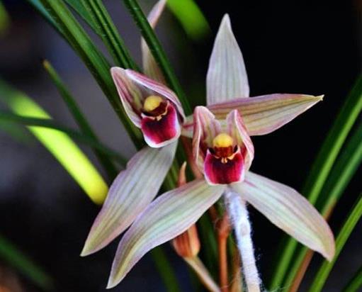 世界十大最美麗的蘭花,素冠荷鼎很素雅,鬼蘭開花十分罕見