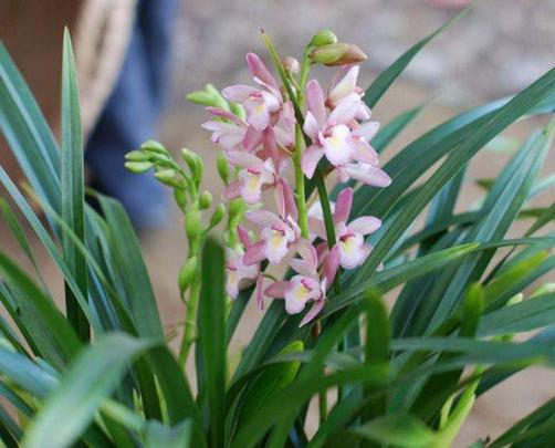世界十大最美麗的蘭花,素冠荷鼎很素雅,鬼蘭開花十分罕見