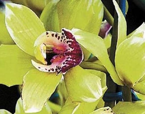 世界上最貴的10種鮮花,曇花是無價之寶,朱麗葉玫瑰很優雅