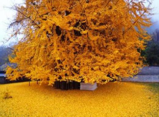 全球十大壽命最長(zhǎng)的植物,波西多尼亞海草是瀕危植物