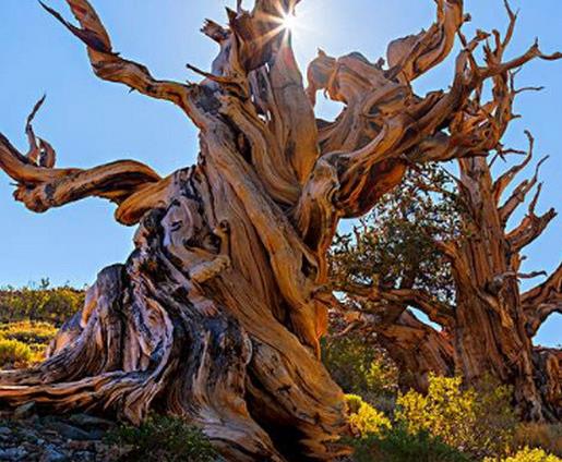 全球十大壽命最長(zhǎng)的植物,波西多尼亞海草是瀕危植物