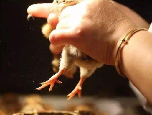 十大高薪奇葩職業(yè)排行榜,狗糧品嘗師、辦公室鞭策員都是意想不到的冷職業(yè)