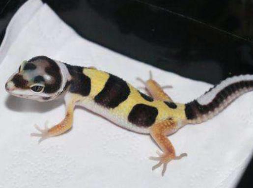 十大高薪奇葩職業(yè)排行榜,狗糧品嘗師、辦公室鞭策員都是意想不到的冷職業(yè)