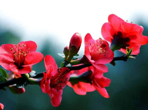秋天盛開的十種花盤點,菊花的品種多,桂花香氣讓人陶醉
