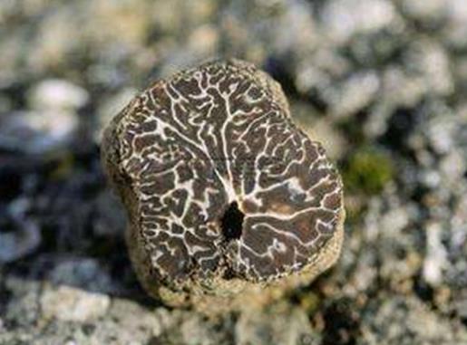 云南十大最貴野生菌排名,干巴菌濃郁而奇特,羊肚菌非常稀有