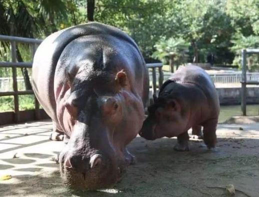 �Ї�ʮ�����ܚgӭ����@���V���L¡Ұ���������硢�Ϻ�Ұ������@�ܚgӭ