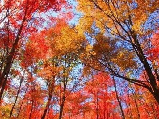 吉林十大風景名勝排行榜,霧凇島、朱雀山國家森林公園風景美如畫