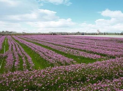 湛江十大風景名勝排名,金沙灣觀海長廊、南三旅游區(qū)有代表性